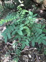Averrhoa carambola
