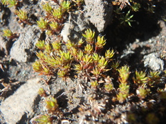 Polytrichum piliferum