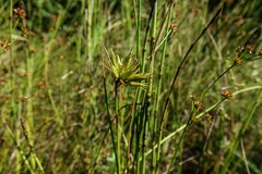 Juncus canadensis