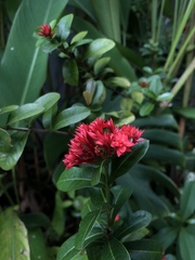 Ixora