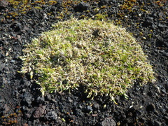 Cherleria arctica