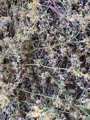 Acmispon argophyllus