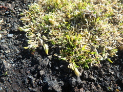 Cherleria arctica
