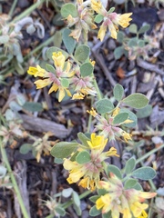 Acmispon argophyllus