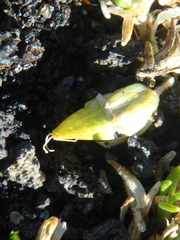 Cherleria arctica