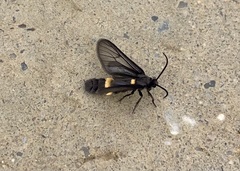 Psichotoe duvaucelii