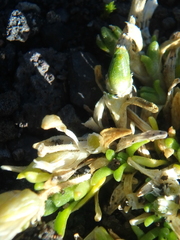 Cherleria arctica