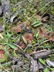 Drosera aberrans