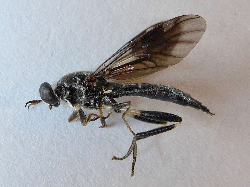 blue soldier fly
