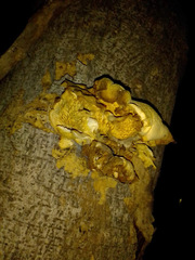 Favolus brasiliensis