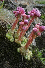 Sempervivum