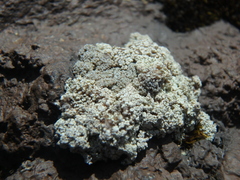 Leprocaulaceae