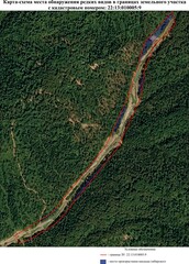 Erythronium sibiricum