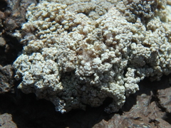 Leprocaulaceae