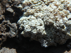 Leprocaulaceae