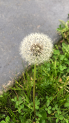 Taraxacum erythrospermum