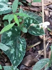 Begonia integrifolia