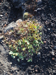Salix arctica