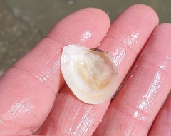 Macomona liliana