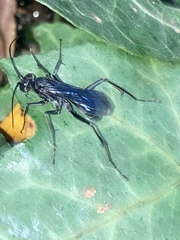 Auplopus carbonarius