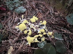 Fuligo septica