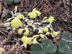 Fuligo septica