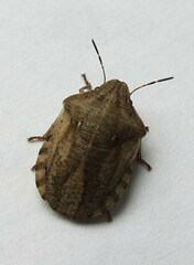 Eurygaster testudinaria