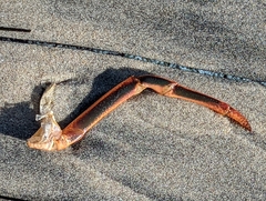 Panulirus interruptus