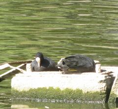 Fulica atra