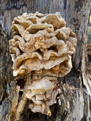 Laetiporus conifericola