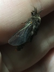 Thyridopteryx ephemeraeformis