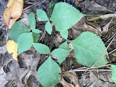 Carya texana