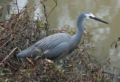 Egretta novaehollandiae
