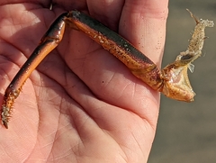 Panulirus interruptus