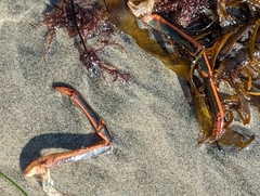 Panulirus interruptus