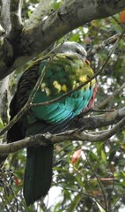 Ptilinopus magnificus