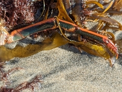 Panulirus interruptus