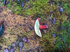 Neoboletus