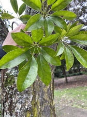 Heptapleurum arboricola