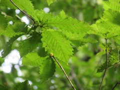 Quercus crispula