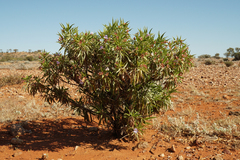 Eremophila freelingii