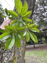 Heptapleurum arboricola