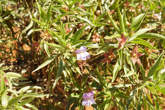Eremophila freelingii