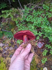 Neoboletus