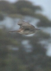 Cincloramphus mathewsi