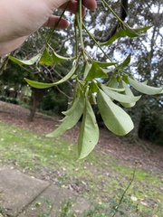 Heptapleurum arboricola