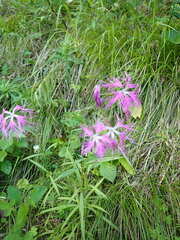 Dianthus superbus