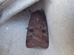 Diarsia rubi