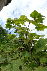 Ribes biebersteinii