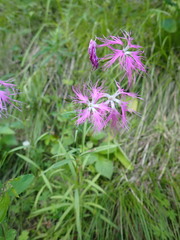 Dianthus superbus